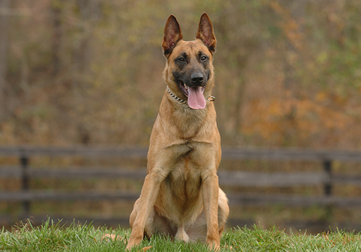 Tri-State Canine Services: Police Dogs, K9 Training & Crates