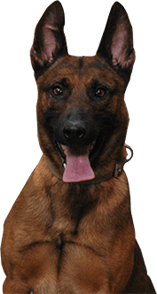 Canine Dogs from Tri-State Canine Services Warren, OH